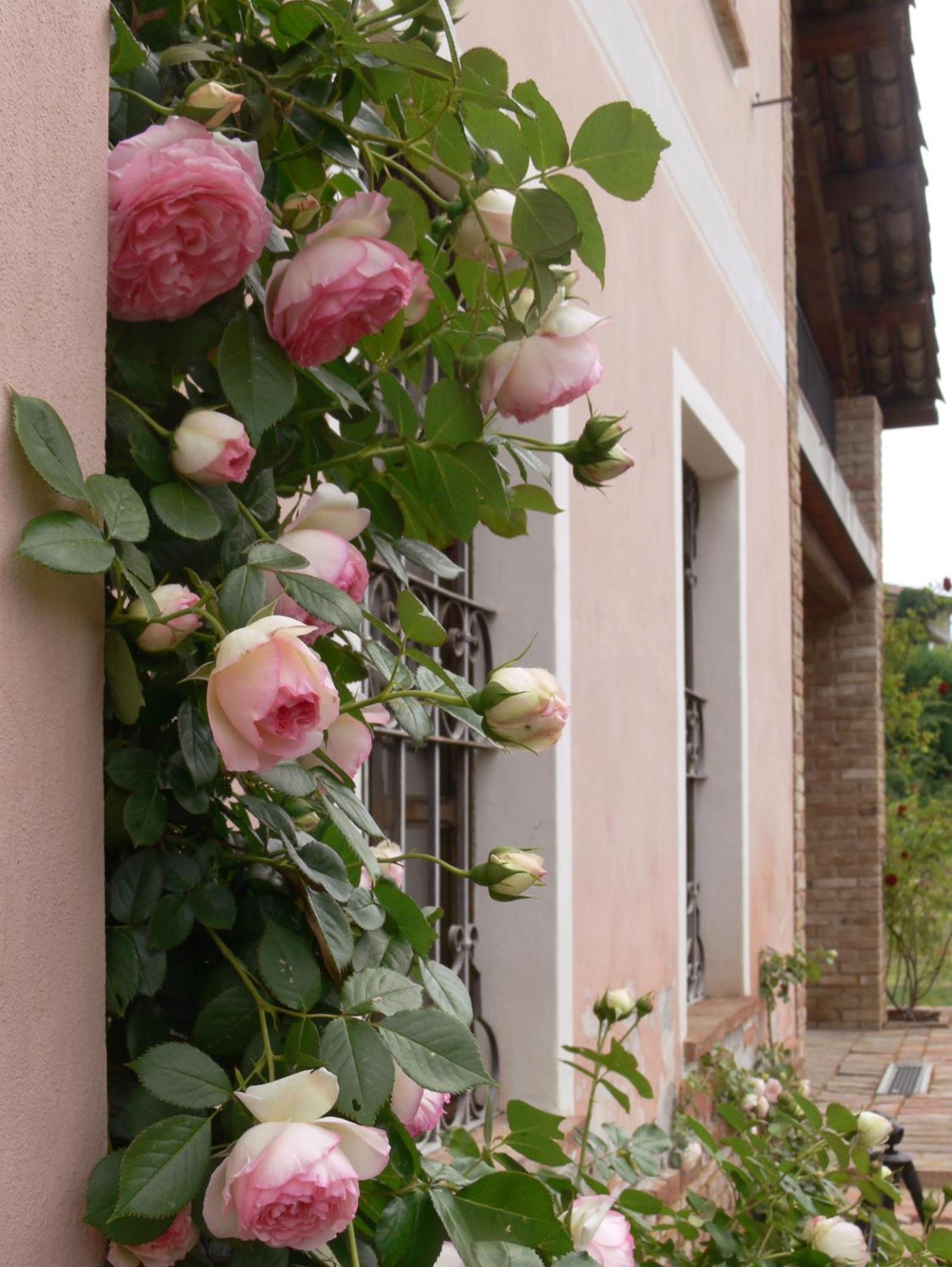 Casa Isabella Guest House Vaglio Serra Exterior photo